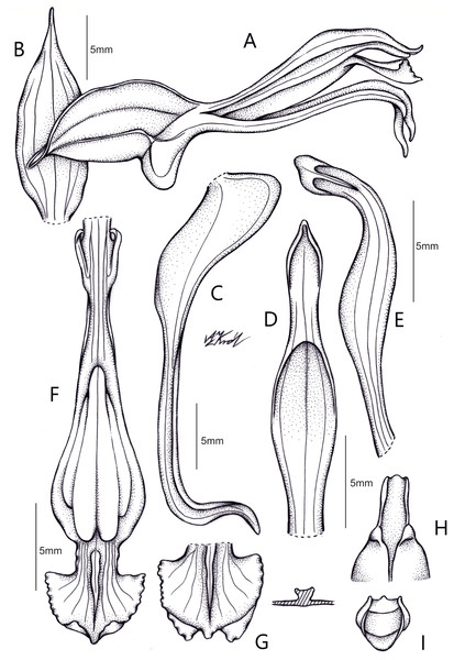 Drawing of Pachygenium gutturosa com. nov. from type material H. Wendland 427 (W-R35230).