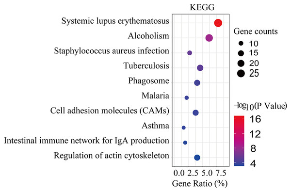 KEGG significant enrichment analysis of DEGs.