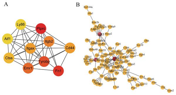 Major PPI networks and predicted transcription factors (TFs) of DEGs.