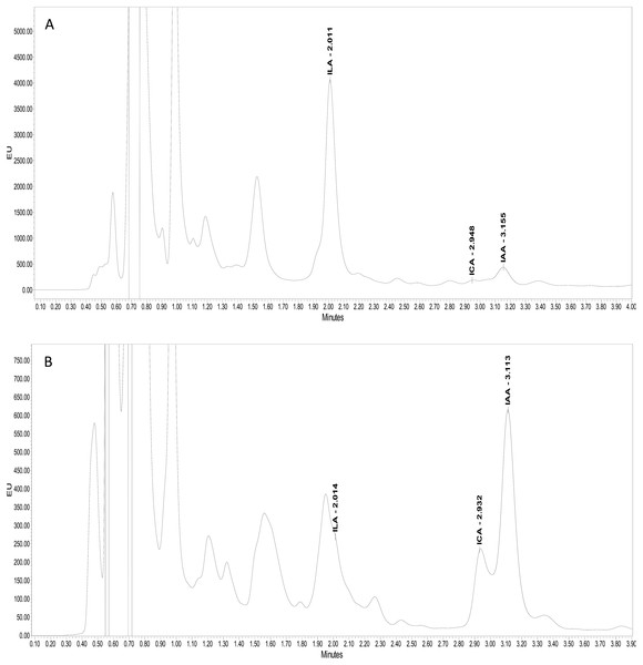 UPLC Chromatogram showing the production of different indolic compounds in bacterial culture supernatant in comparison with standard (red peak).