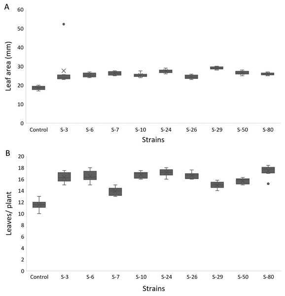 Box and whisker plot analysis of leaf area (A) and number of leaves (B) of A. thaliana var. Col. N6000 grown under bacterial inoculations in pot trials.
