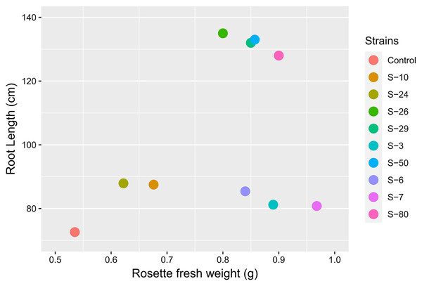 Biplot analysis to compare the effect of bacterial inoculations on root length and rosette fresh weight of A. thaliana var. Col. N6000 in Microphenotron and pot trials, respectively.