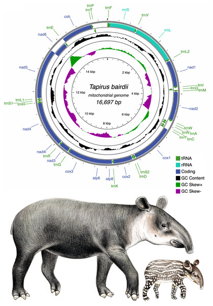 Circular genome map of the mitochondrial DNA of Tapirus bairdii.