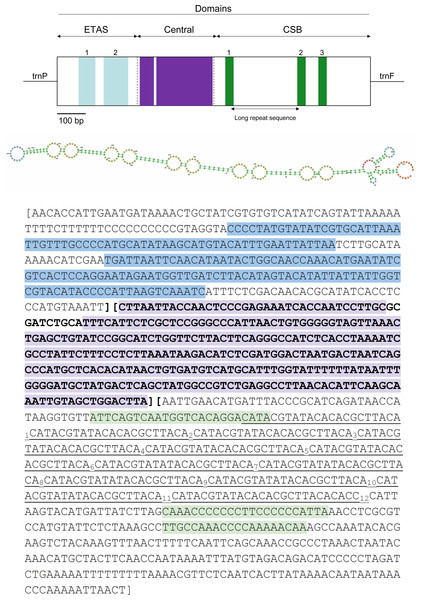 Visual representation of the control region (CR) in the mitochondrial genome of Tapirus bairdii.