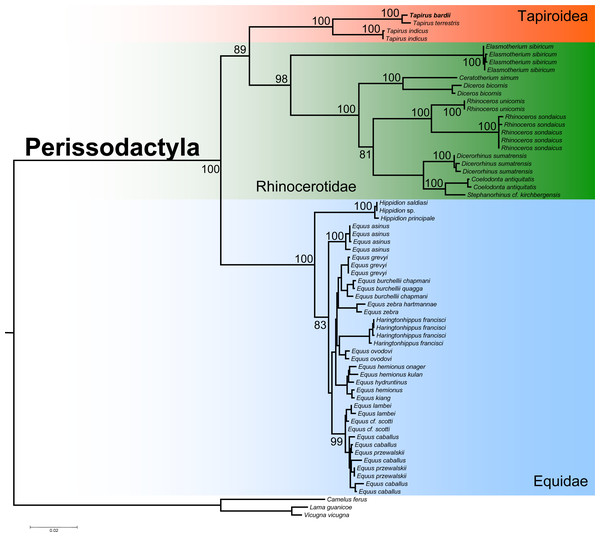 Phylogenetic analysis of Tapirus bairdii and related species in the order Perissodactyla.