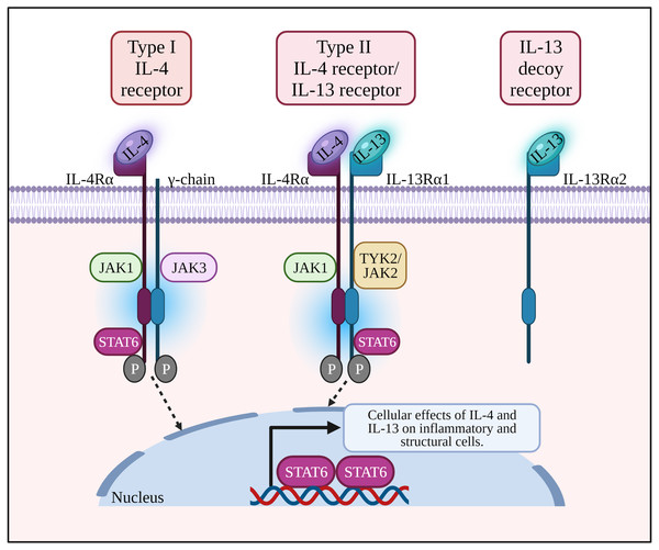 IL-4 binds to type I receptor (composed of IL-4Rα and common γ-chain) and type II receptor (composed of IL-4Rα and IL-13Rα1). IL-13 binds to type II receptor, and IL-13Rα2 acts as a decoy receptor.