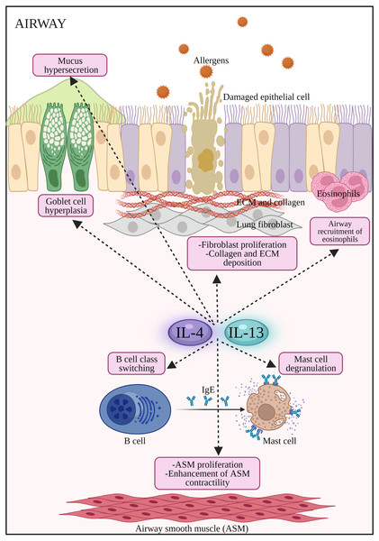 The potential effects of IL-4 and IL-13 on inflammatory cells and structural changes to epithelial barrier in AR and asthma.