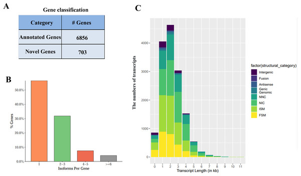 Iso-sequencing (Iso-Seq) data-based identification of genes together with isoforms.