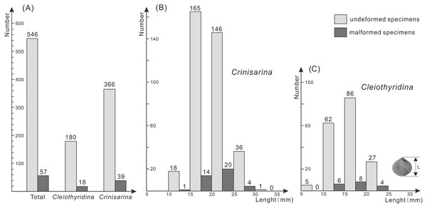 Histogram showing the number of malformed athyrids (A) and the distribution of non-malformed and malformed specimens in different size classes (B–C) from the Upper Devonian Hongguleleng Formation in western Junggar.