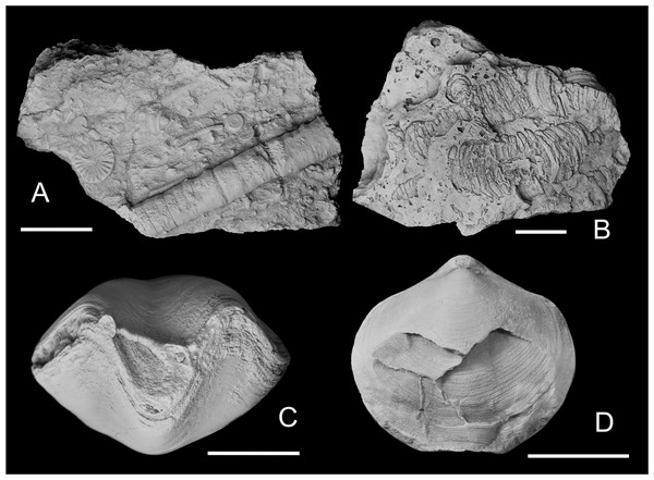 Some crinoid stems and athyrids from western Junggar.