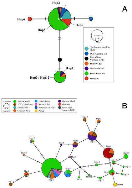 Statistical parsimony network showing relationships among (A) cytochrome oxidase I and (B) internal transcribed spacer 2 sequences from T. hoshinota population based on marine ecoregion.