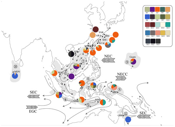 Haplotype map of ITS2 sequences of 234 T. hoshinota specimens from 22 sampling sites with geographical range of marine ecoregion in this study.