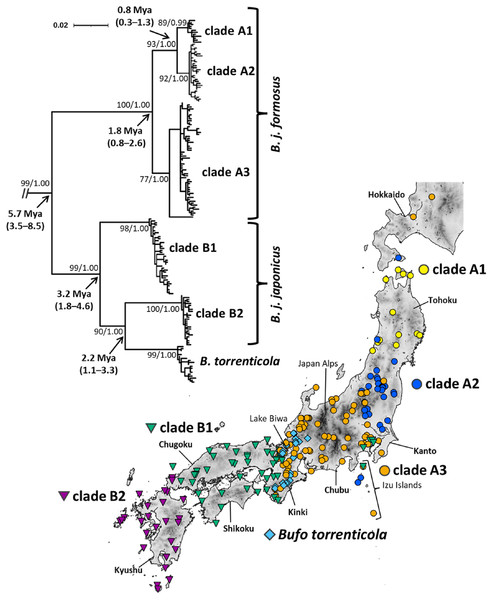 Phylogenetic relationships and distribution map of Bufo japonicus and B. torrenticola based on mitochondrial cytochrome b haplotypes.