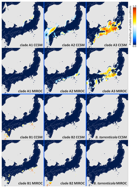 Predicted suitable distributions under the last glacial maximum (LGM; CCSM and MIROC scenarios) for Bufo japonicus and B. torrenticola.