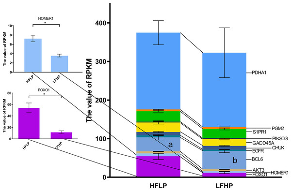 Effect of HFLP and LFHP diet on gene expression related to the glycolysis/gluconeogenesis and FOXO pathway.