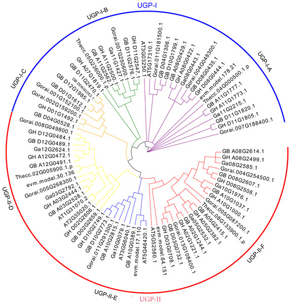 UGP gene phylogenetic tree: A total of 81 UGP genes of seven species, including G. arboretum, G. barbadense, G. hirsutum, G. raimondii, A. thaliana, C. papaya, T. cacao.