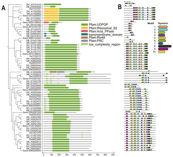 Evolutionary relationship and motif analysis of cotton UGD family.