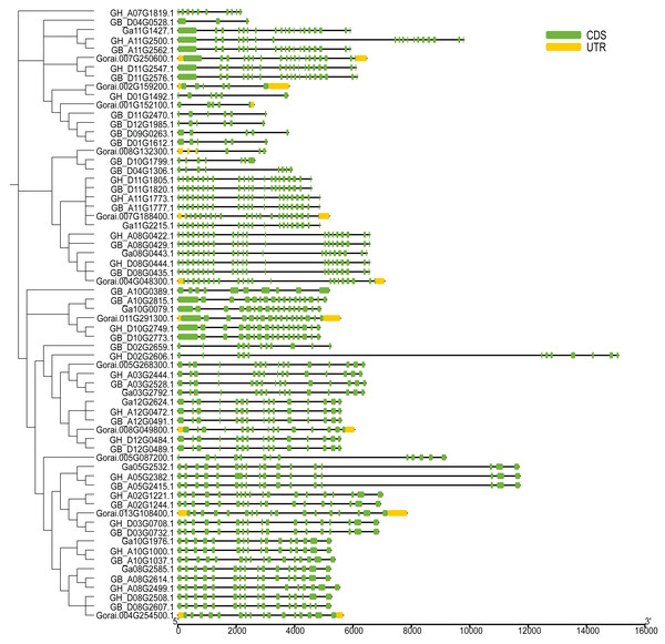Intron distribution of UGP gene family.