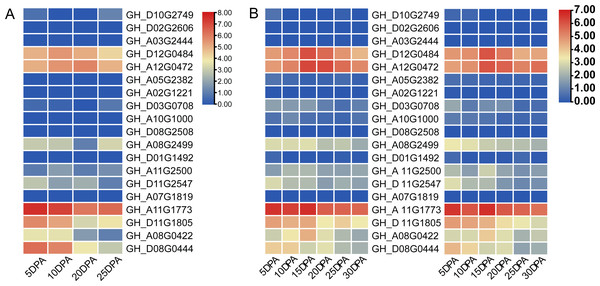 Heat map of gene expression patterns among different varieties of cotton and gene expression levels in cotton fibers.