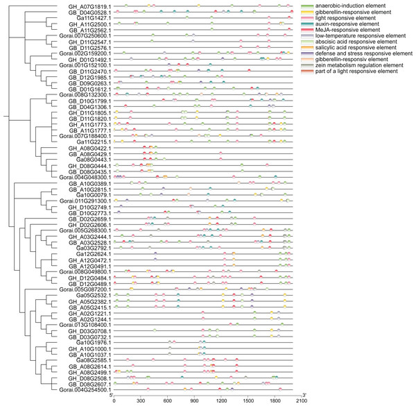 Analysis of cis-regulatory elements of cotton UGP gene.