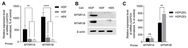 Expression of melatonin receptors in human dermal papilla (DP) cells.