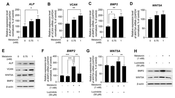 Effect of melatonin receptors pathway on hair growth properties genes & protein in HDP spheroids.