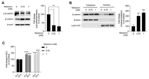 Effect of melatonin on β-catenin signaling pathway in HDP spheroids.