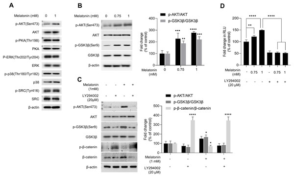 Effect of melatonin on AKT/GSK3β/β-catenin signaling in HDP spheroids.