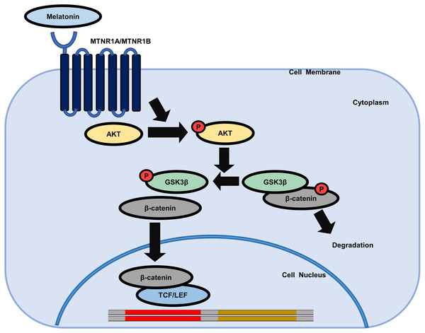 Schematic model of the possible mechanisms of the effect of melatonin in HDP cells.