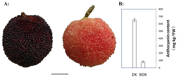 Mature Chinese bayberry fruits and anthocyanins contents of DK (purple-red-fleshed) and BDK (pink-fleshed) varieties.