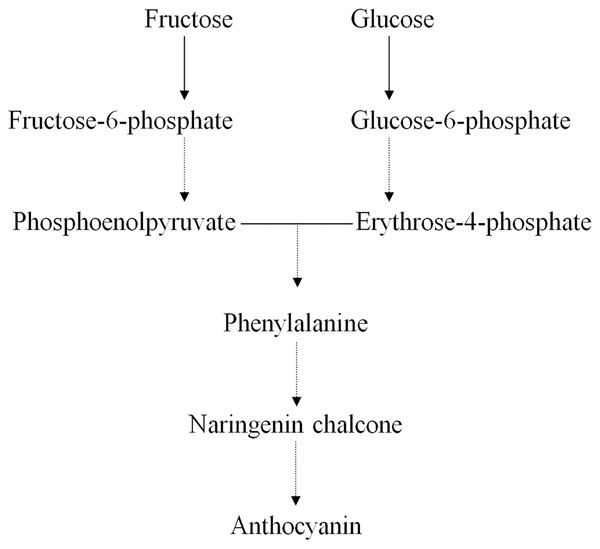 Relative pathway of anthocyanin related biosynthesis in Chinese bayberry fruit.
