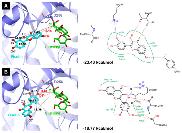 Two binding modes of fisetin found from top 20 ligand conformers.