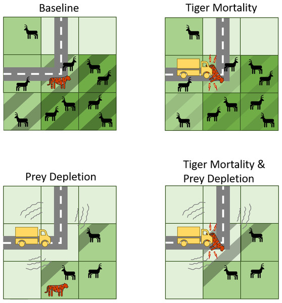 Conceptual diagram illustrating how transport infrastructure impacts tigers and their prey in the predictive model.