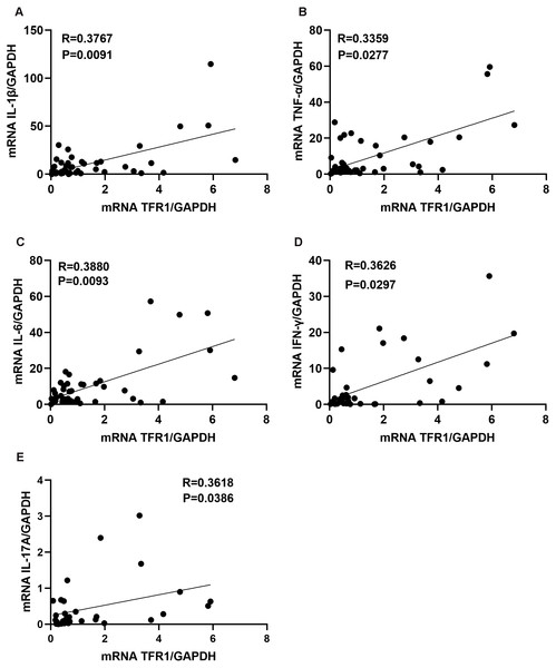The correlation between TFR1 mRNA expression in induced sputum and inflammatory cytokines.