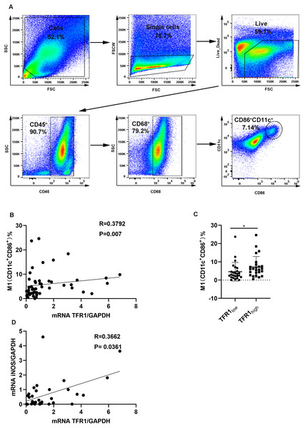 The correlation between TFR1 mRNA expression in induced sputum and M1 macrophage polarization.