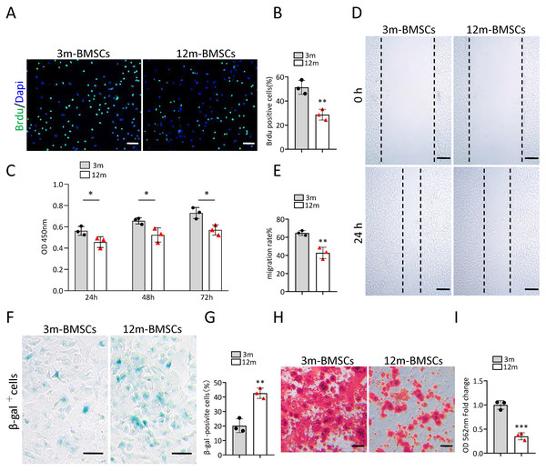 The increased cell senescence in BMSCs of middle-aged mice.