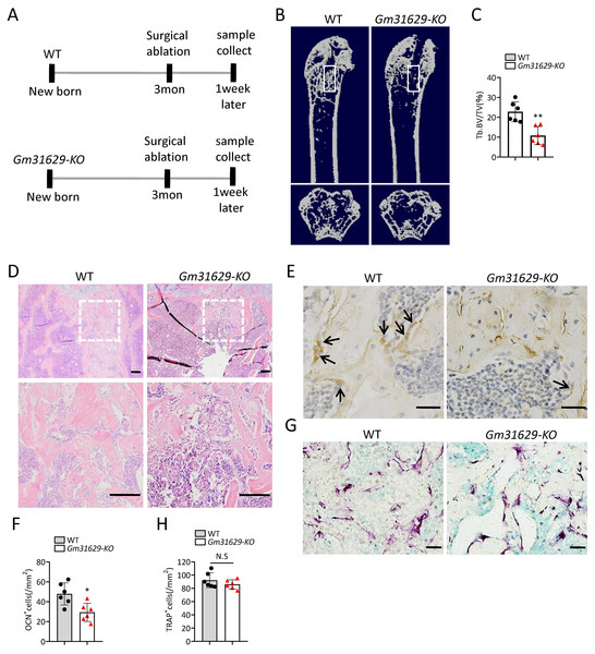 Gm31629-KO mice show impaired ability of bone regeneration.