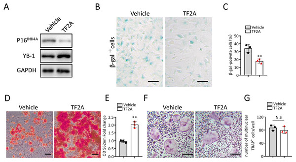 TF2A treatment in vitro alleviates BMSCs senescence.