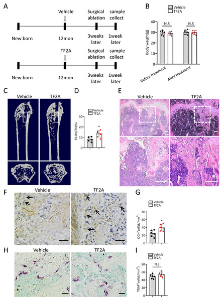 TF2A treatment promotes bone regeneration in middle-aged mice.
