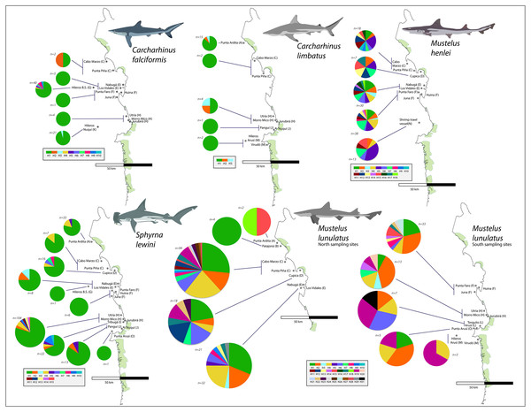 Haplotype frequencies obtained from the mitochondrial NADH2 gene sequence from 644 specimens corresponding to the five most frequently caught shark species obtained from artisanal bycatch.