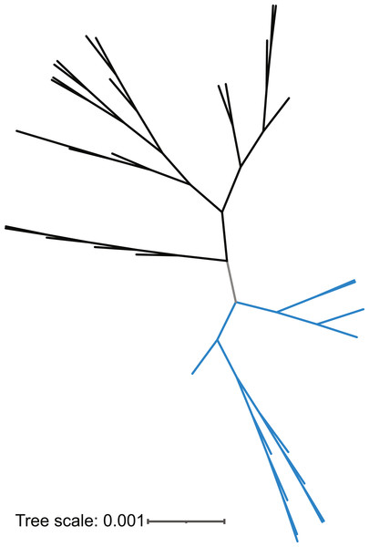 16S rRNA gene tree of L. gasseri (black) and L. paragasseri (blue) isolates.