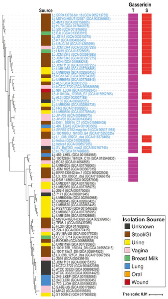 L. gasseri and L. paragasseri core genome phylogenetic tree.