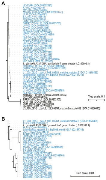 Phylogenetic trees of (A) gassericin T and gassericin S (B).