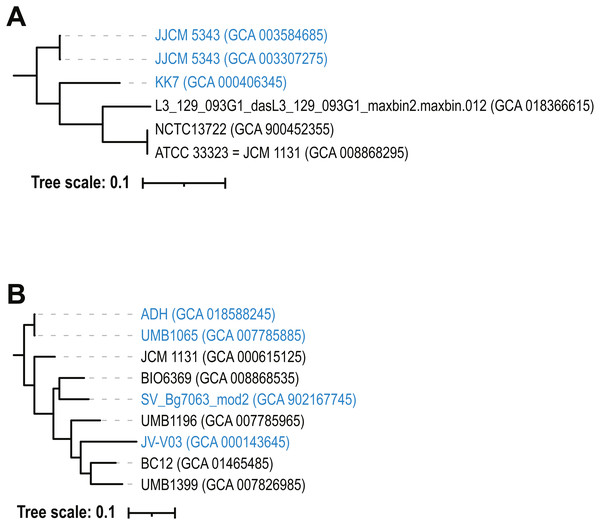Phylogenetic tree for two prophages—(A) group “both_3” and (B) group “both_1”.