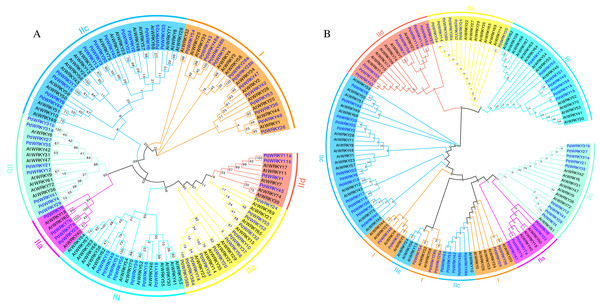 Almond and Arabidopsis WRKY member protein phylogenetic tree.