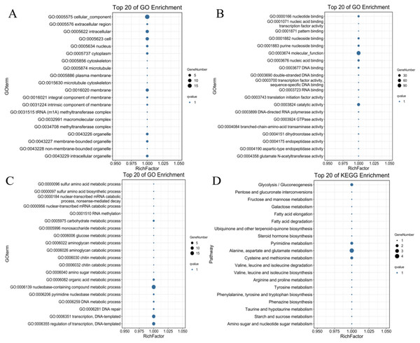 The top 20 GO terms and KEGG pathways enriched of candidate PdWRKY target genes.