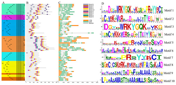 PdWRKY members Motifs and gene structures phylogenetic clustering.