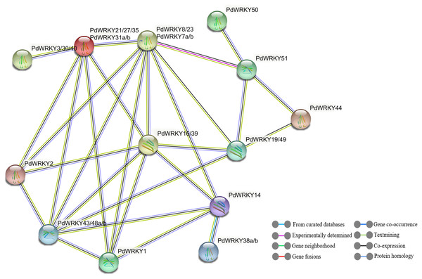 PdWRKY members protein–protein interaction network.