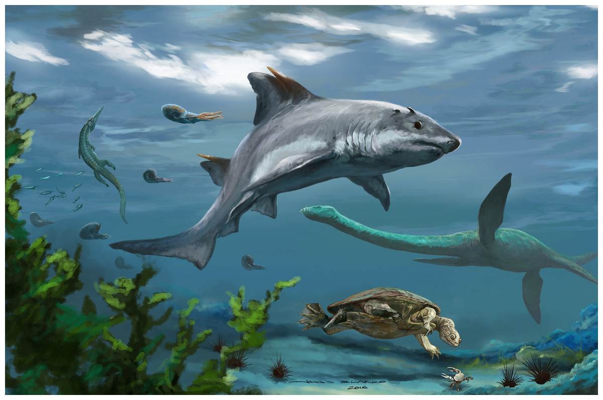 Preserved shark fossil adds evidence to great white's origins