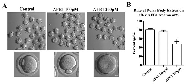 Effects of AFB1 on the developmental competence of mouse oocytes.